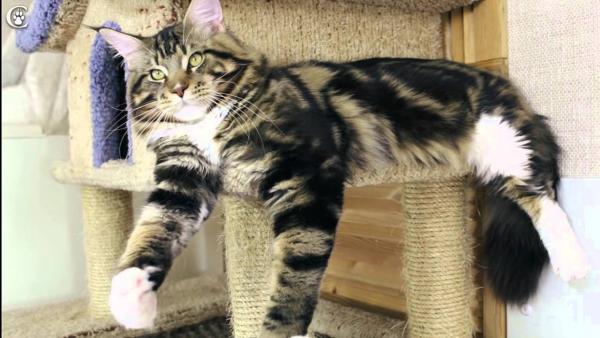 Maine Coon kitten photo and development 1 -6 month