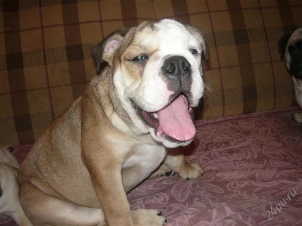 Photo and development of english bulldog puppies in 1-9 month