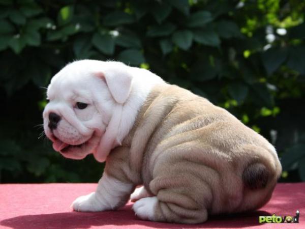 Photo and development of english bulldog puppies in 1-9 month