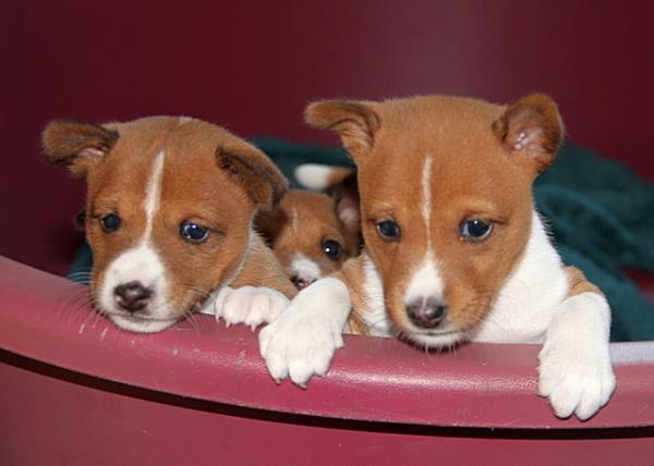 Monthly photo and development of Basenji puppies