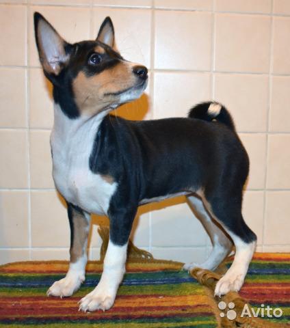 Monthly photo and development of Basenji puppies