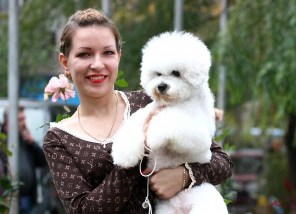 Photo and development of Bichon Frize puppies from 1 to 9 month