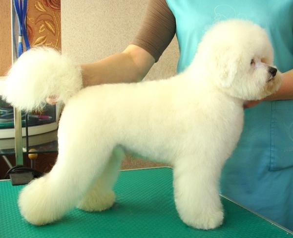 Photo and development of Bichon Frize puppies from 1 to 9 month
