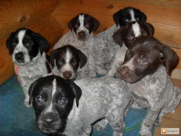 Photo and development of Drathaar puppies from one  to 12  month