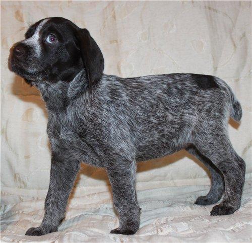 Photo and development of Drathaar puppies from one  to 12  month