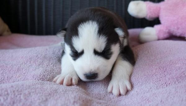 Photo and development of husky puppies for months