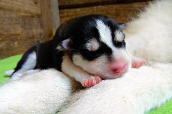Photo and development of husky puppies for months