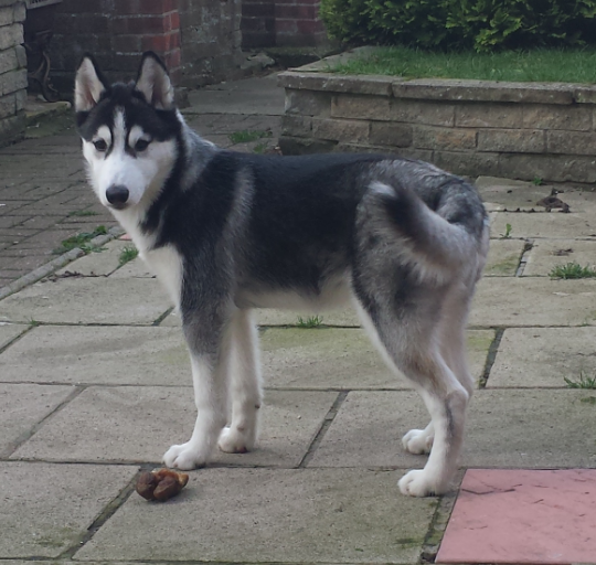 Photo and development of husky puppies for months