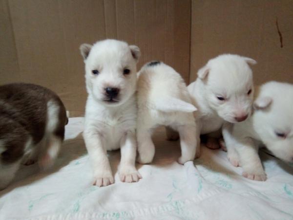 Photo and development of husky puppies for months