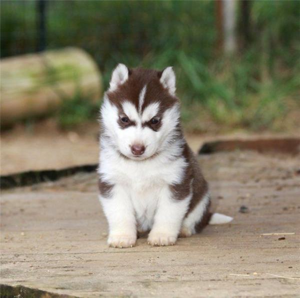 Photo and development of husky puppies for months