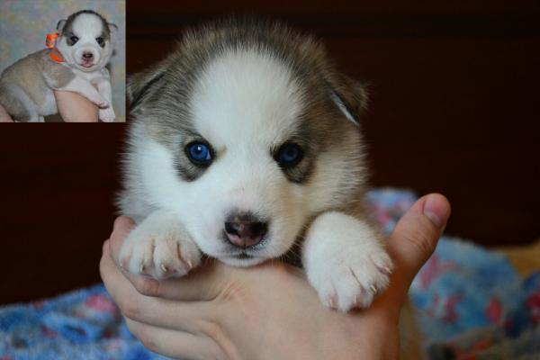 Photo and development of husky puppies for months