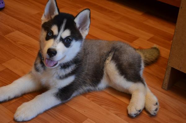 Photo and development of husky puppies for months