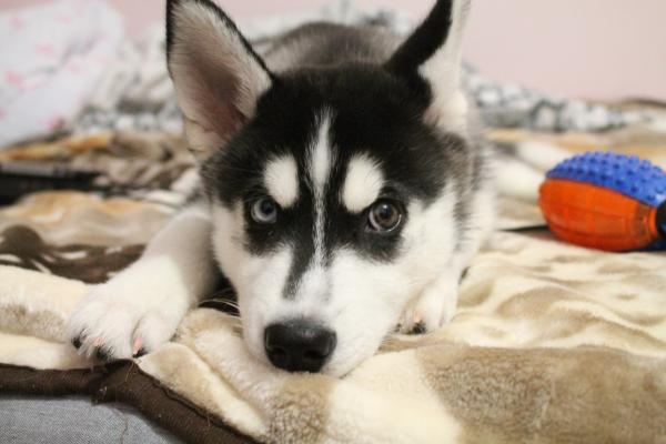 Photo and development of husky puppies for months