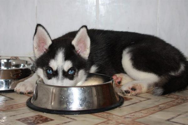Photo and development of husky puppies for months