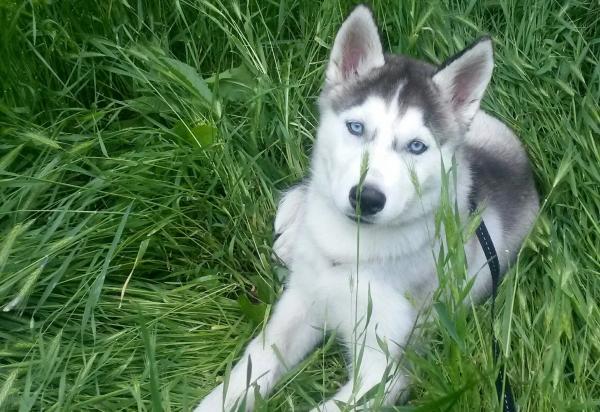 Photo and development of husky puppies for months