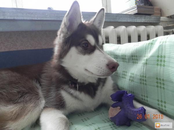 Photo and development of husky puppies for months