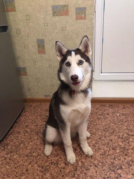 Photo and development of husky puppies for months