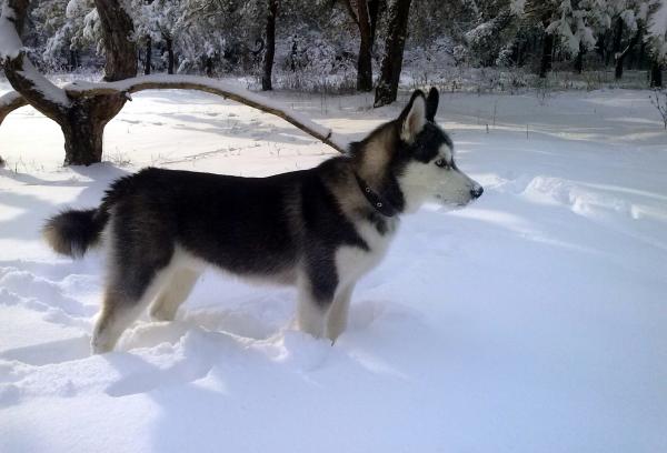 Photo and development of husky puppies for months