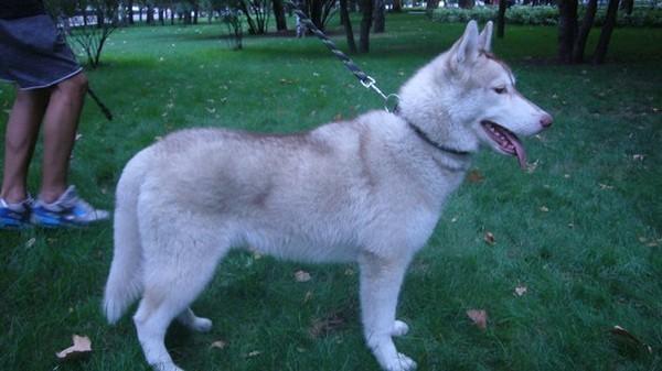 Photo and development of husky puppies for months