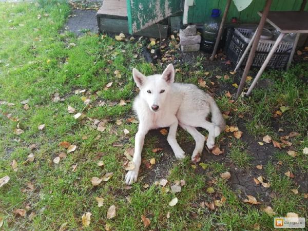 Photo and development of husky puppies for months