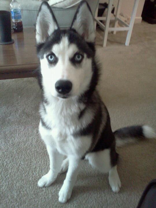 Photo and development of husky puppies for months
