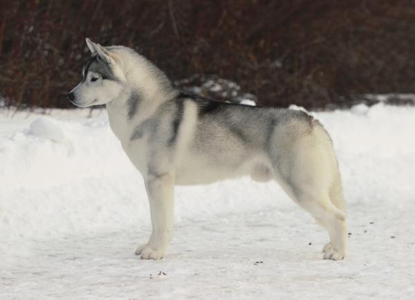 Photo and development of husky puppies for months