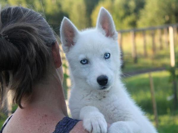 Photo and development of husky puppies for months