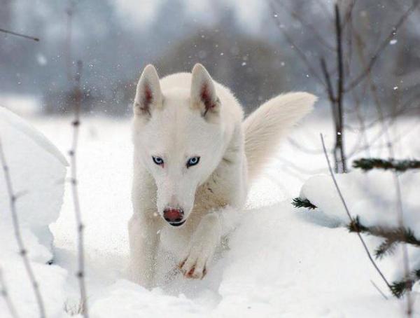 Photo and development of husky puppies for months