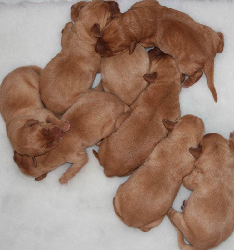 Photo of 2 day old Labrador puppies