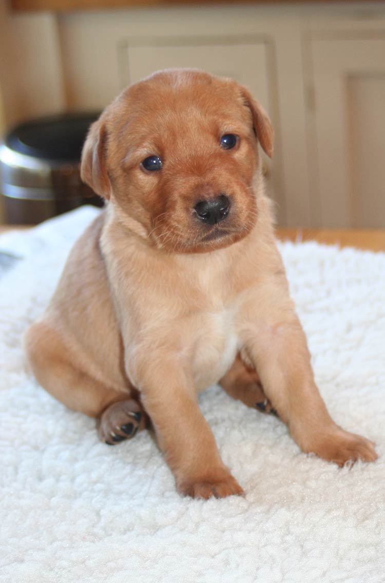Photos of puppies Labrador 3 week