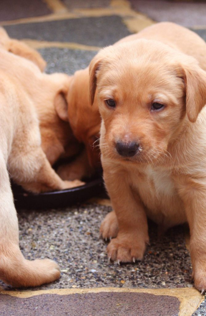 Photos of Labrador puppies 4 weeks (1 month)
