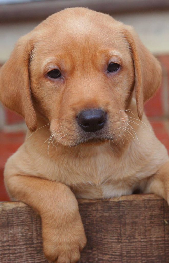 Photos of puppies Labrador 1.5 months