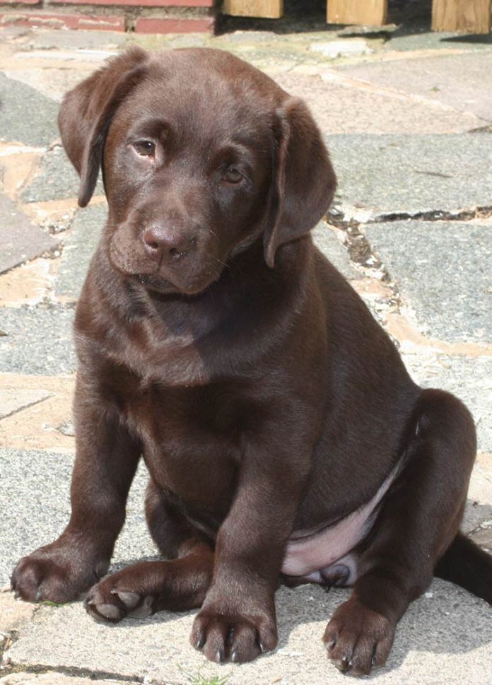 Photos of puppies Labrador 2 months