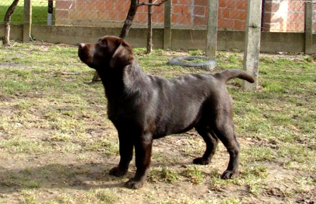 Photos of puppies Labrador 4 months