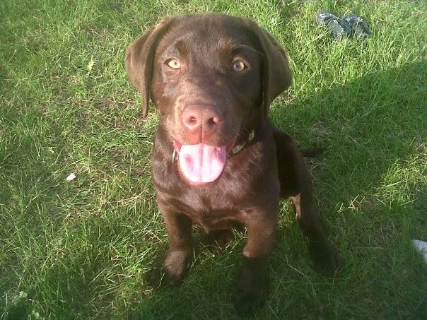 Photos of puppies Labrador 5 months
