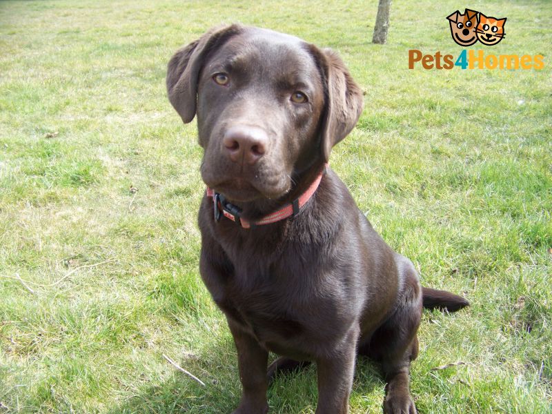 Photos of puppies Labrador 6 months
