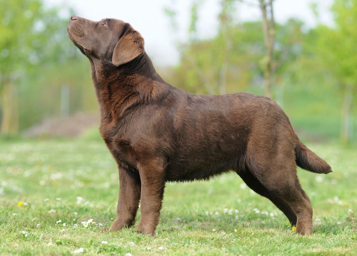 Photo Labrador 1 year