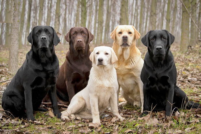 Photo of Labradors of various colors: fawn, black, chocolate, white