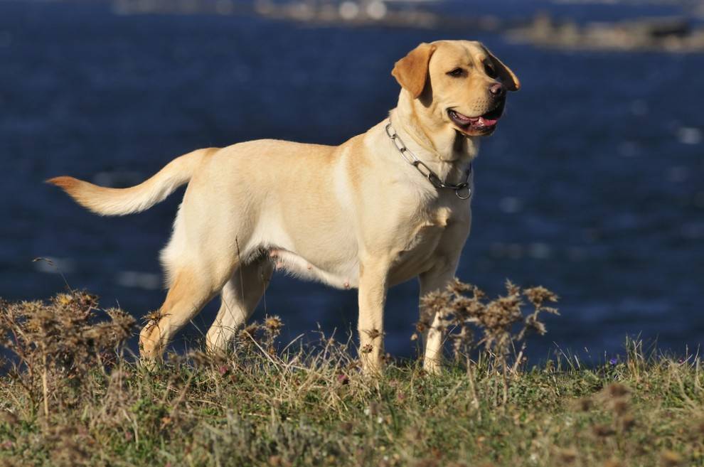 Labrador Retriever Fawn - photo