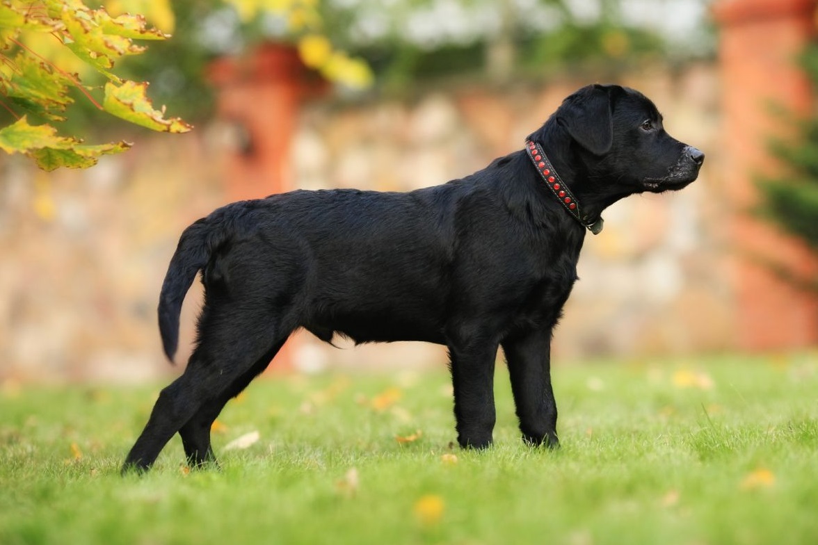 black labrador photo