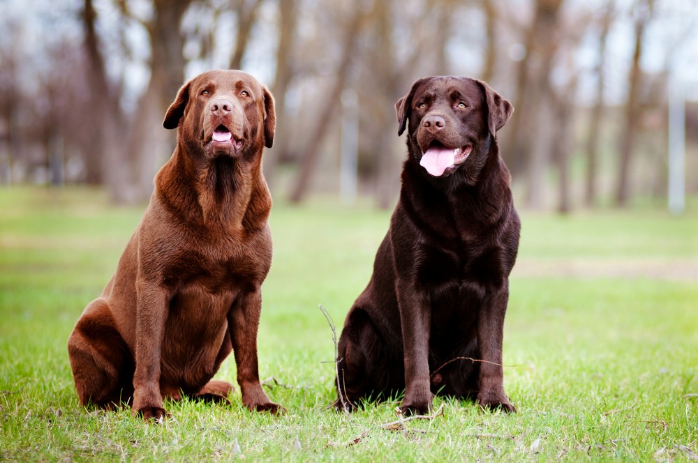 Chocolate Labrador - photo