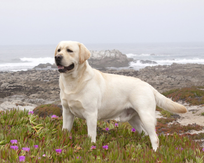 Labrador White - photo