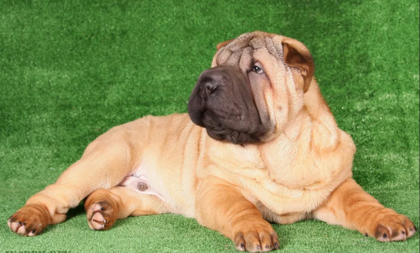 Photo and development of sharpei puppies for months