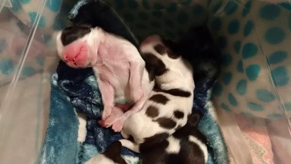 Photo and development of Shih Tzu puppies for months