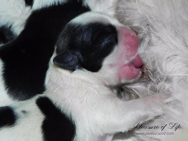 Photo and development of Shih Tzu puppies for months