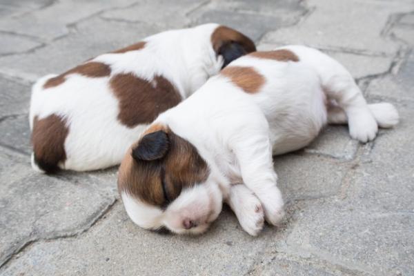 Photo and development of Shih Tzu puppies for months