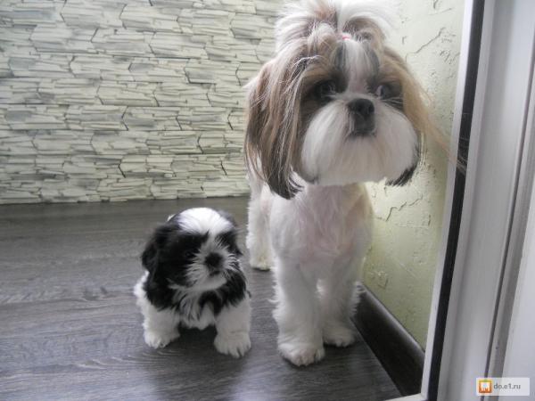 Photo and development of Shih Tzu puppies for months
