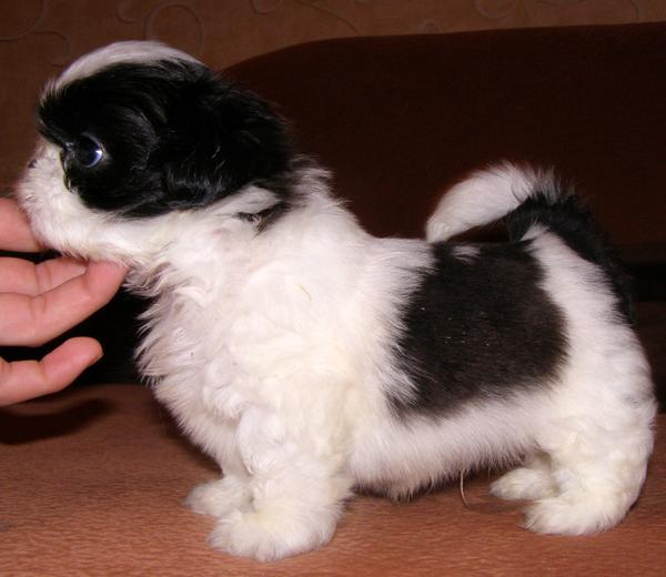Photo and development of Shih Tzu puppies for months