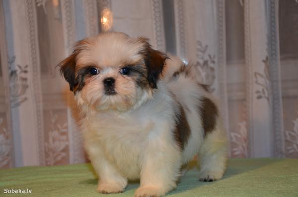 Photo and development of Shih Tzu puppies for months