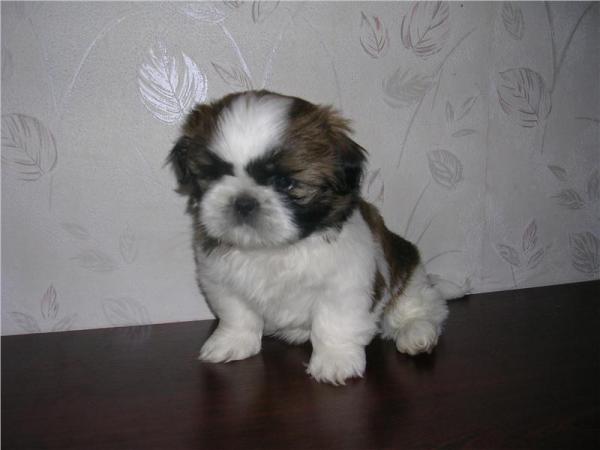 Photo and development of Shih Tzu puppies for months